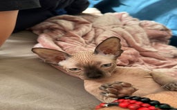 Sphynx cats for sale: Sweet Cream Sphynx Kitten looking for a family - Image 3
