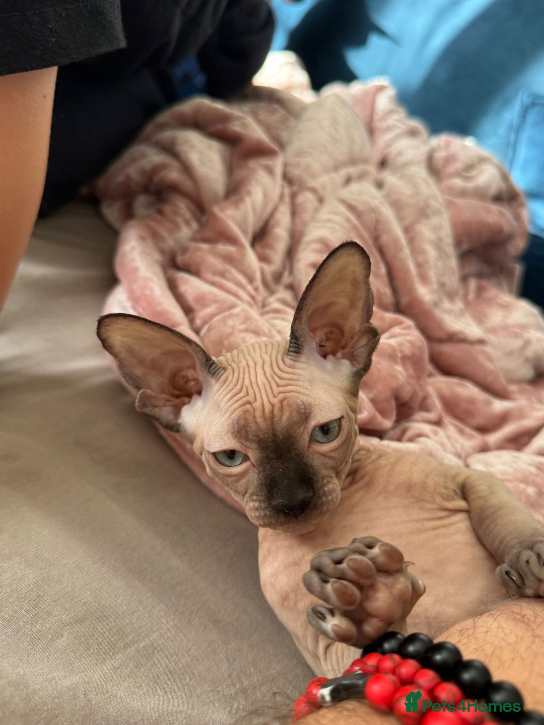 Sphynx cats for sale: Sweet Cream Sphynx Kitten looking for a family - Image 3
