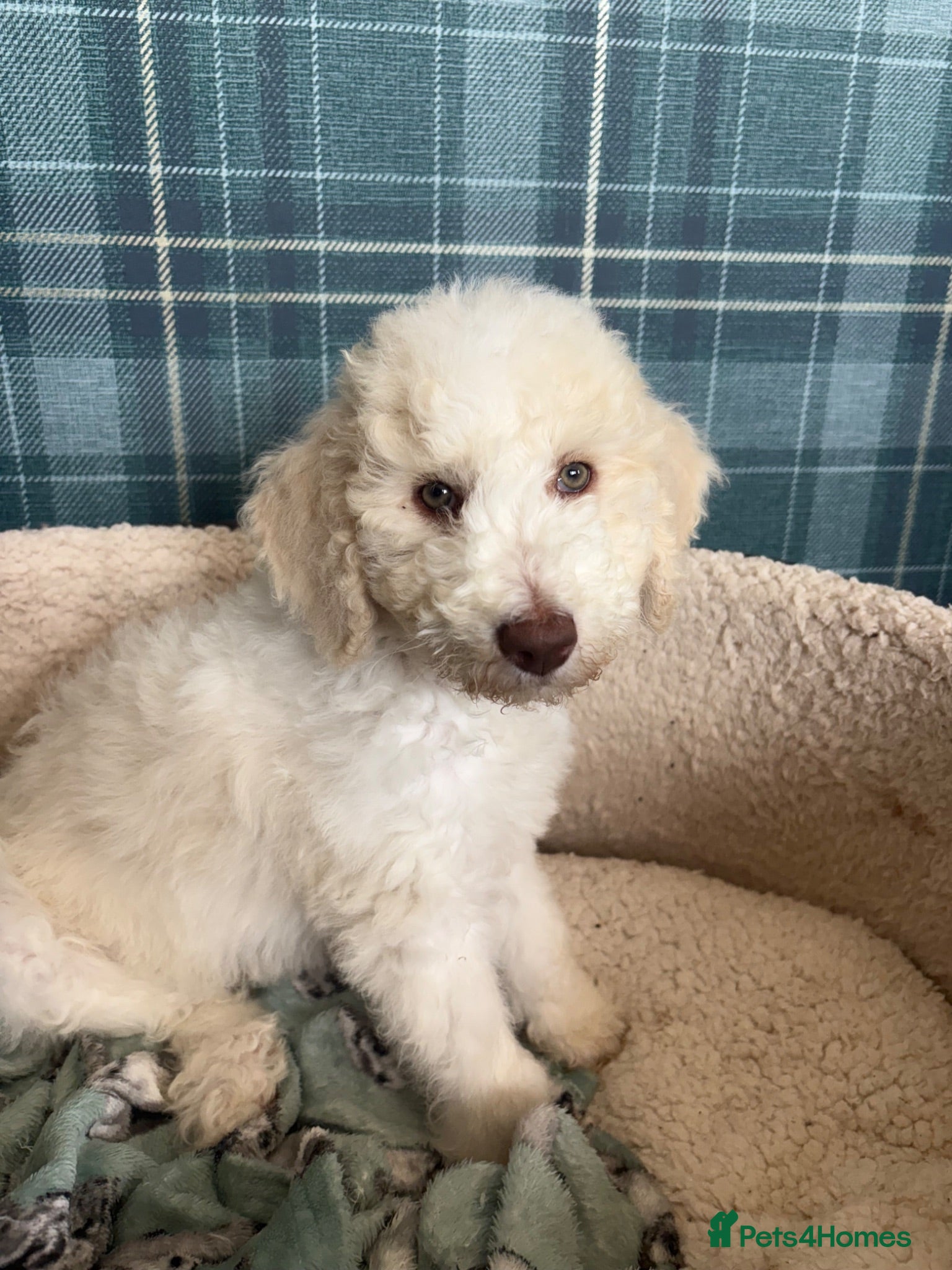 Bernedoodle dogs Stunning bernedoodle puppies 1 boy left - Advert 1