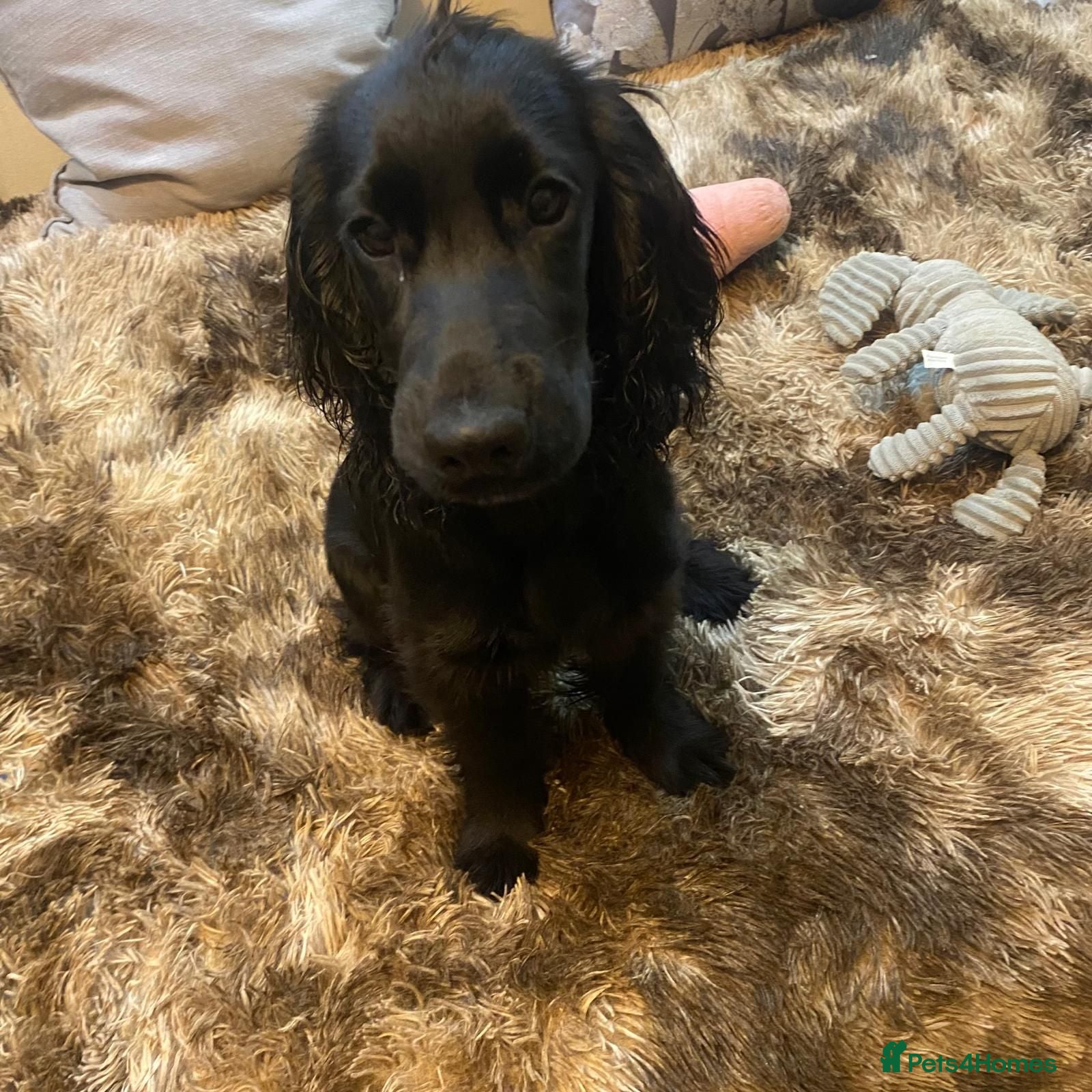 Cocker Spaniel dogs Beautiful Cocker Spaniels  for sale - Advert 2