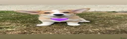 Welsh Corgi Pembroke dogs for sale: Gorgeous RKC reg corgi's DNA health tested parents - Advert 12