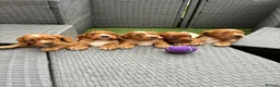 Cocker Spaniel dogs for sale: Red KC cocker spaniel puppies  - Advert 16