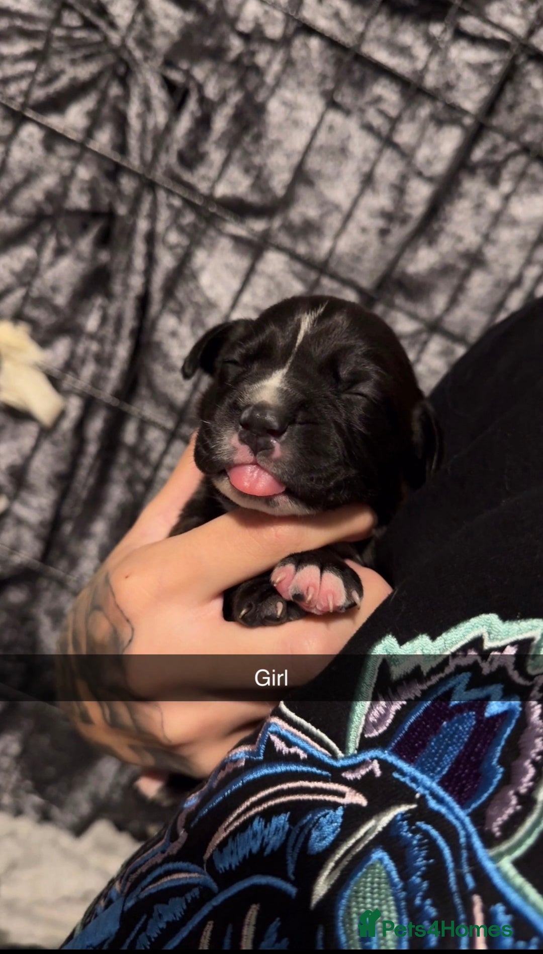 Mixed Breed dogs for sale: 9 cane corse/ staff pups  - Image 10