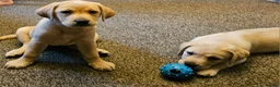 Labrador Retriever dogs for sale: 4 beautiful labrador puppies  - Advert 10