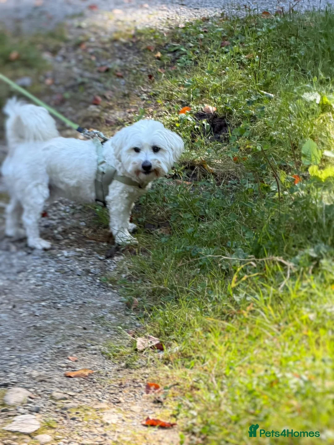 Mixed Breed dogs for adoption: 🤍MICKEY🤍 - A Fluffy Little Boy for a Family🐾 - Advert 1