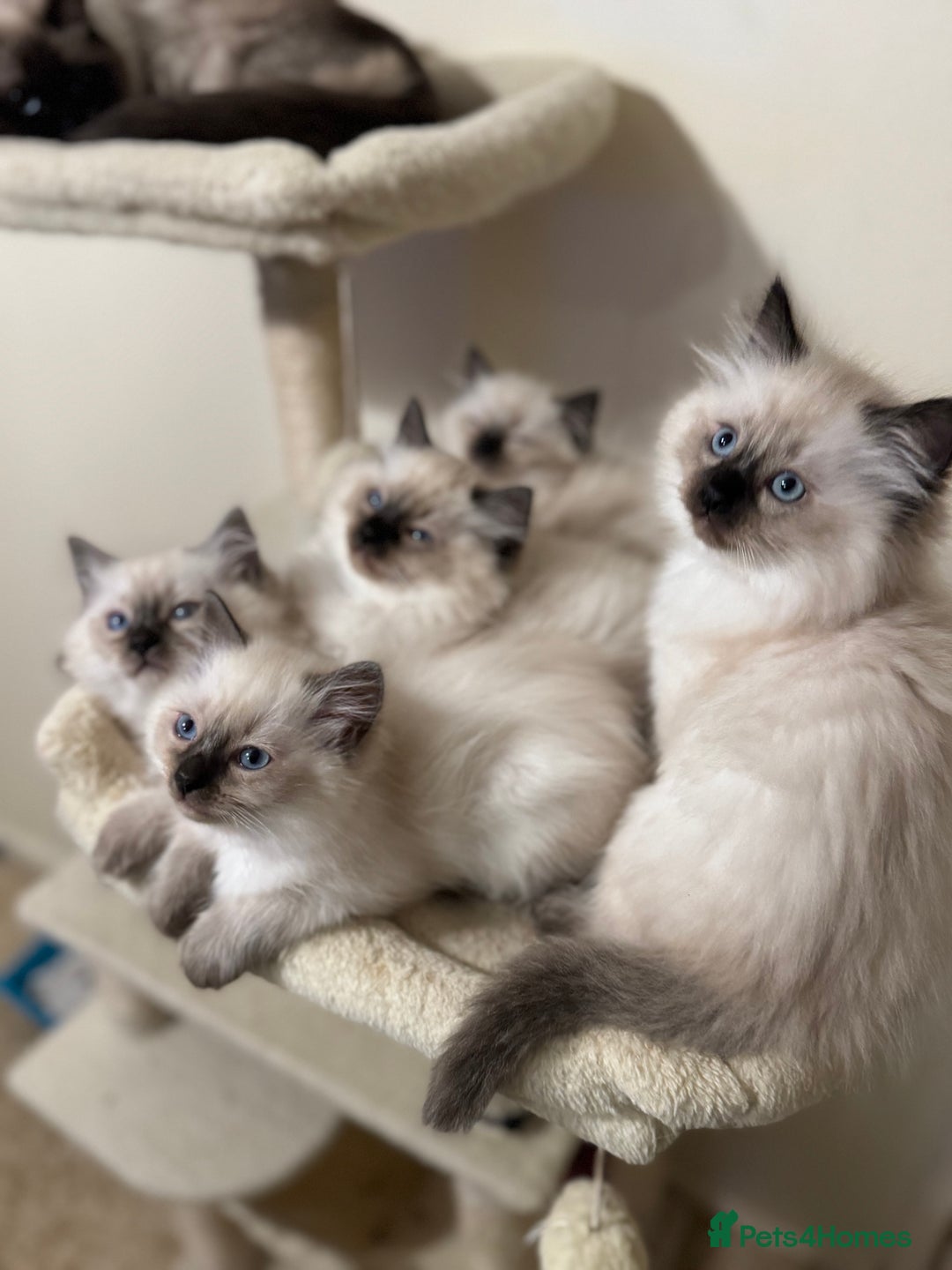 Ragdoll cats for sale: Beautiful Ragdoll Kittens - Advert 17