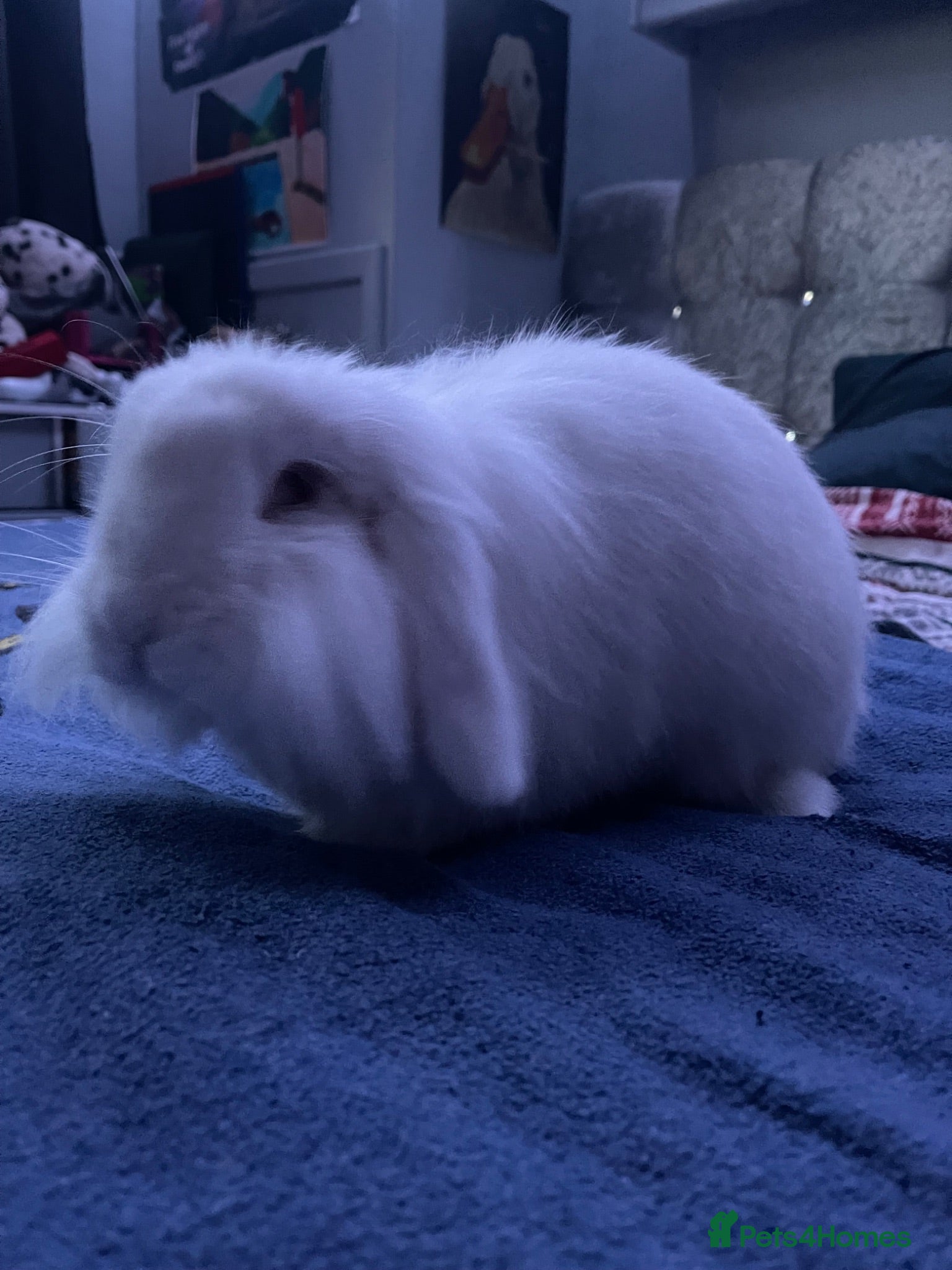 Mixed Breed rabbits Nebula and Aurora - Advert 17