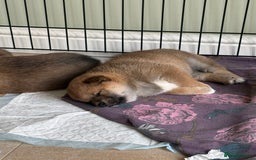 Japanese Shiba Inu dogs for sale: KC Registered Japanese Shiba-Inus  - Image 30