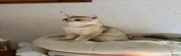 British Shorthair cats for sale: GCCF registered Golden boy - Advert 5