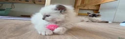 Ragdoll cats for sale: Gorgeous Ragdoll ready to leave 11 July - Advert 29