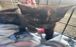 Mixed Breed cats for sale: 4 beautiful kittens looking for a forever home  - Image 3