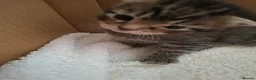 Mixed Breed cats for sale: 3 beautiful gray tabby kittens  in Doncaster - Advert 9
