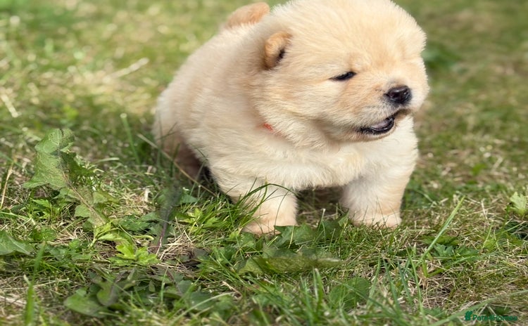 Chow Chow dogs - Advert 3