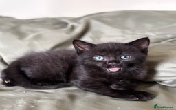 British Shorthair cats for sale: 🐾 Adorable Baby Kittens for Sale! 🐾 - Image 11