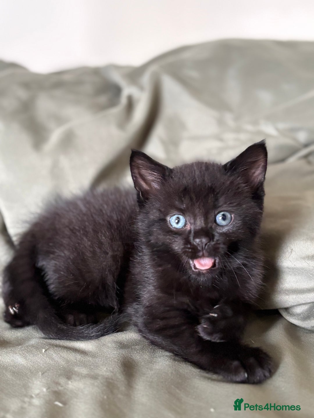 British Shorthair cats for sale: 🐾 Adorable Baby Kittens for Sale! 🐾 - Image 11