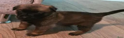Belgian Shepherd Dog dogs for sale: Belgian Malinois Puppies For Sale. - Advert 9