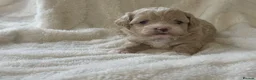 Maltipoo dogs for sale: Stunning Maltipoo’s - Advert 8