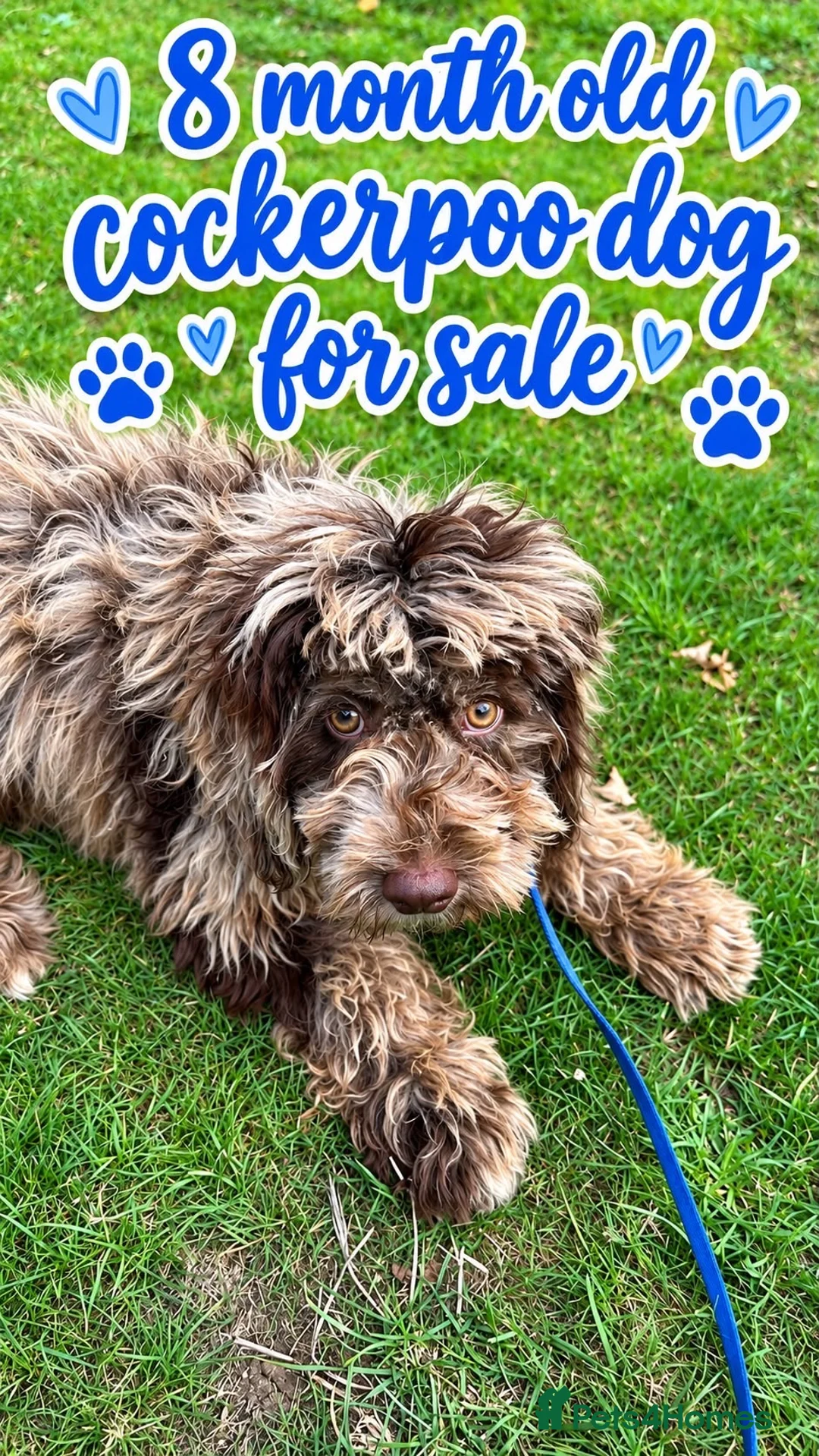 Cockapoo dogs for sale: Cocopoo - Advert 2
