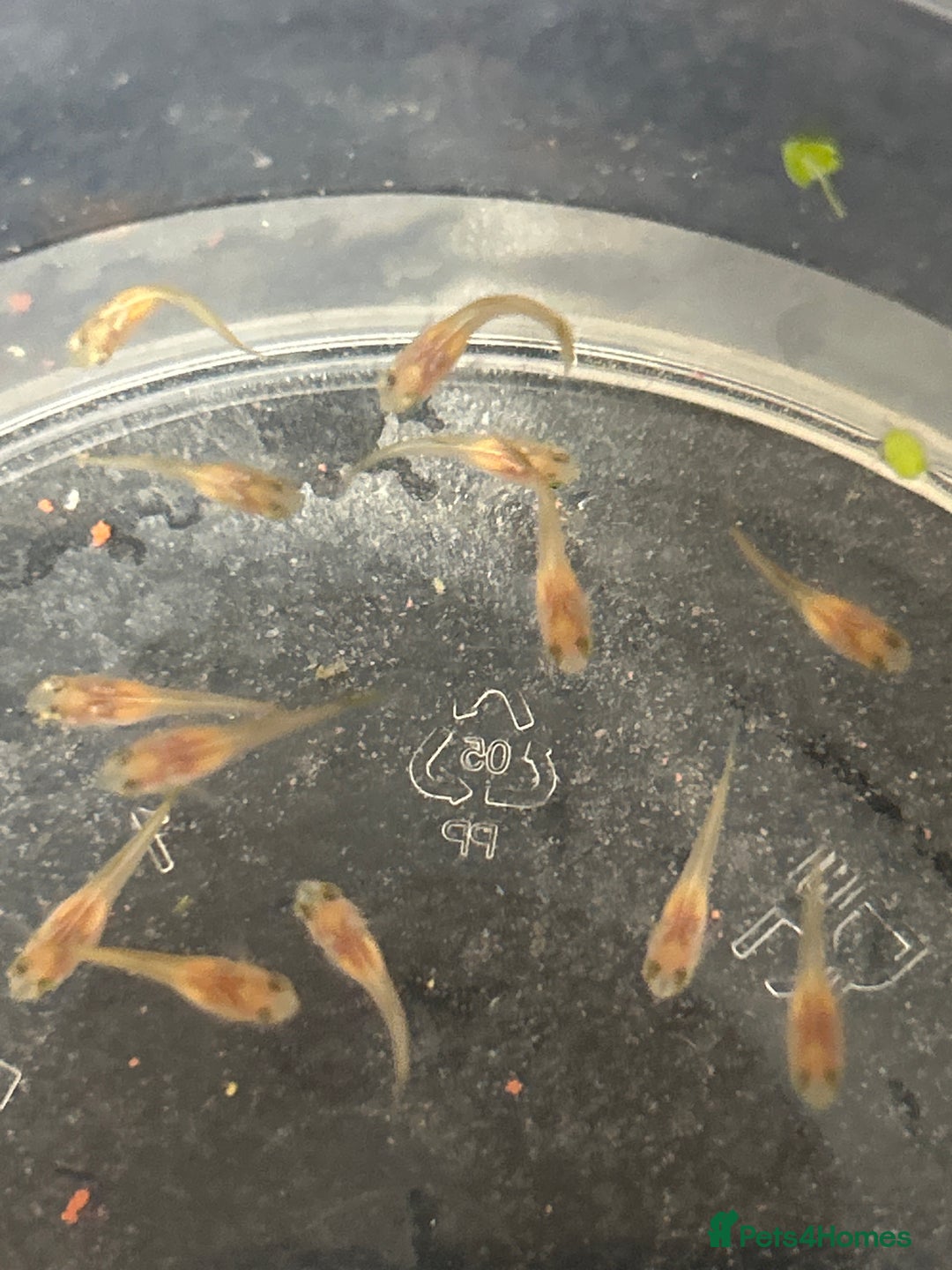 Other/Mixed Breed fish for sale: Red flamingo guppys - Advert 3