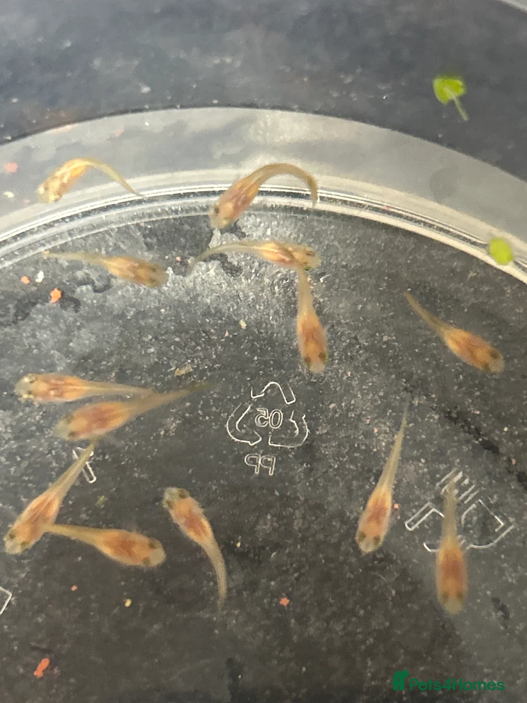 Other/Mixed Breed fish for sale: Red flamingo guppys - Advert 3