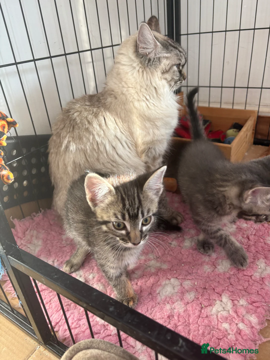 Maine Coon cats for sale: Maine coon x ragdoll - Advert 19