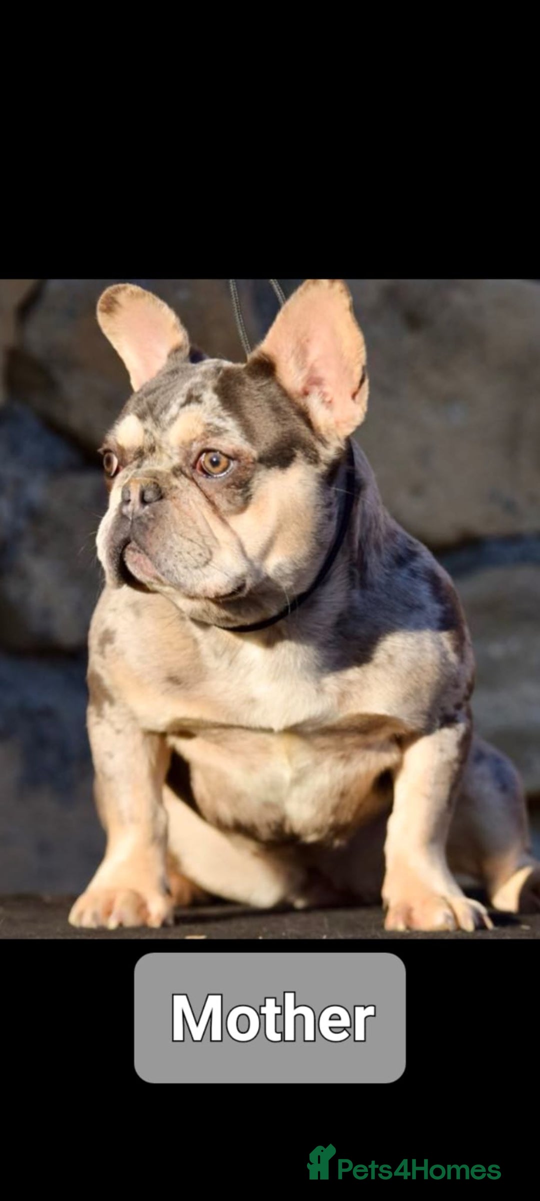 French Bulldog dogs for sale: French buldog visual fluffy male  - Image 7