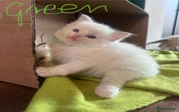 Ragdoll cats for sale: 7 stunning Ragdoll kittens for sale - Image 2