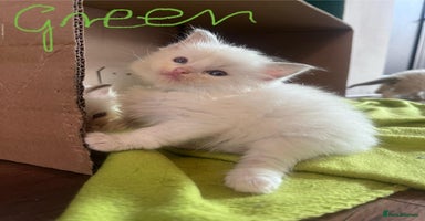 Ragdoll cats - Advert 13