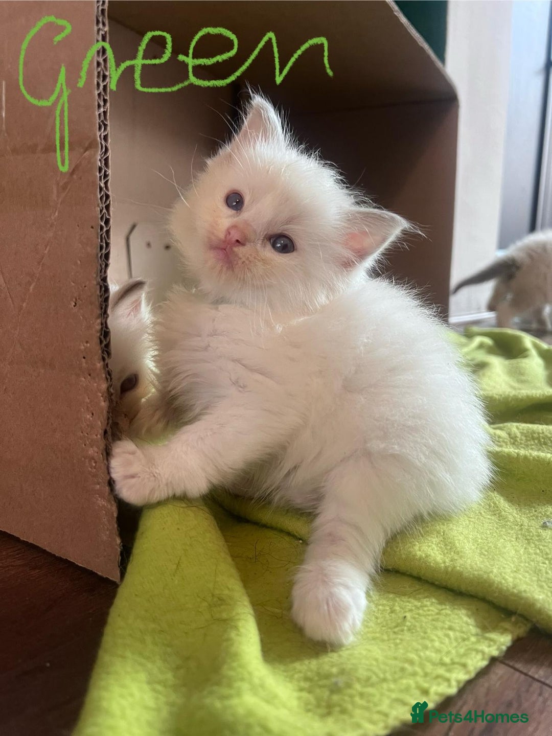 Ragdoll cats for sale: 7 stunning Ragdoll kittens for sale - Image 2