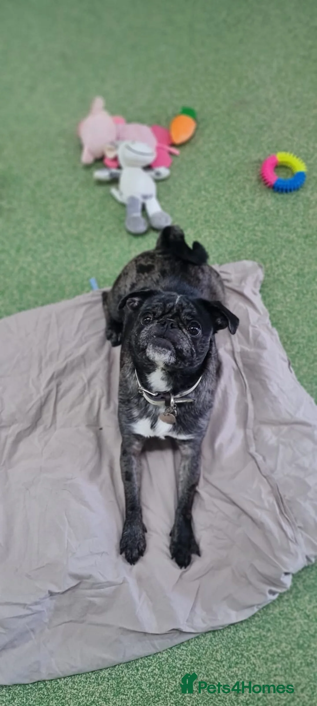 Pug dogs for adoption: Coco  - Advert 2