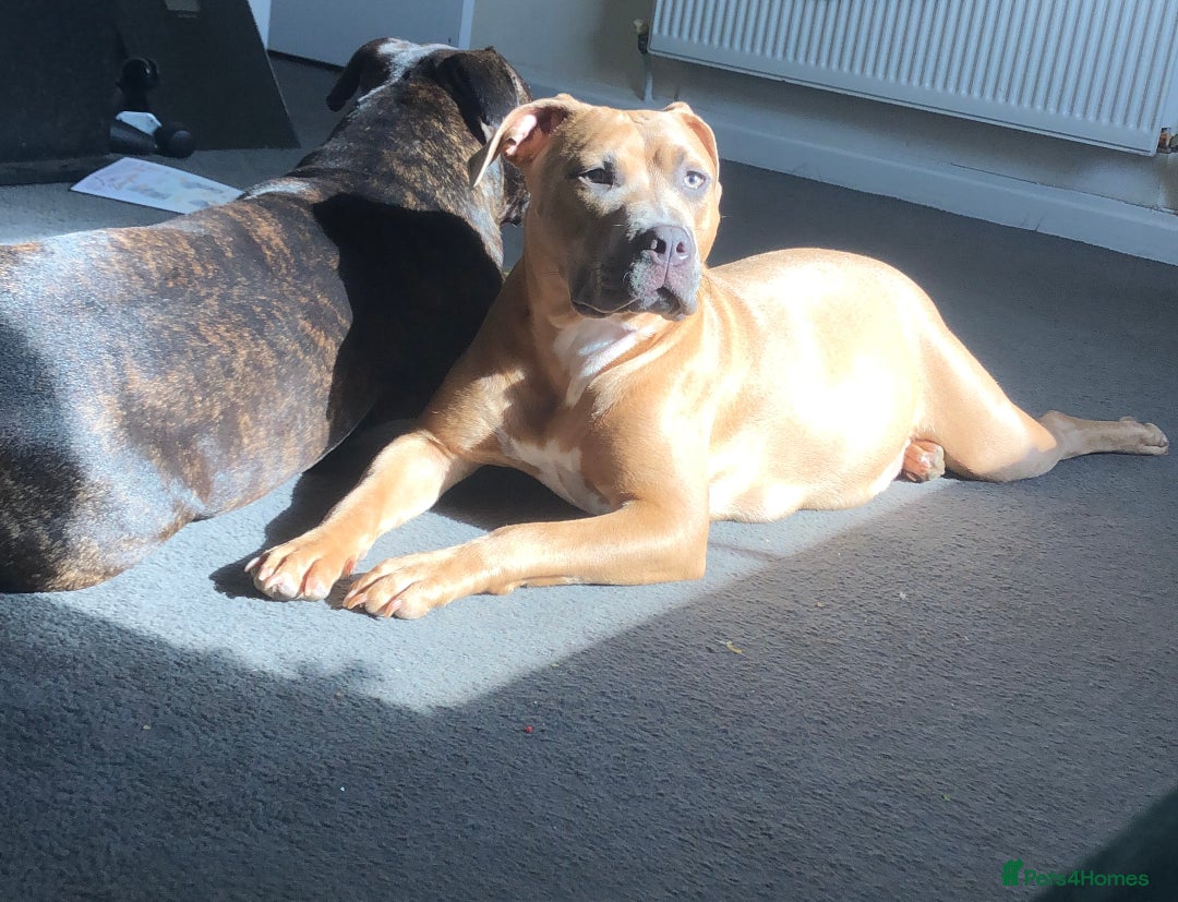 Staffordshire Bull Terrier dogs for sale: Staffordshire bull terrier puppies - Image 15