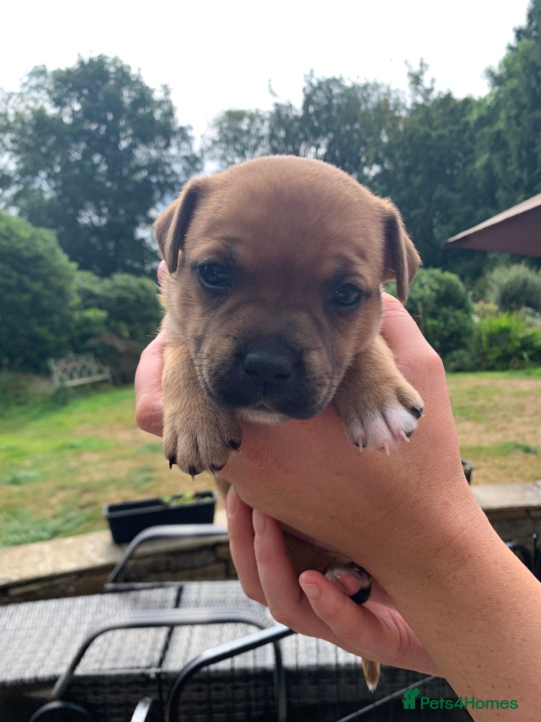Staffordshire Bull Terrier dogs for sale: Stunning Red Staffy puppies KC top bloodlines - Image 13