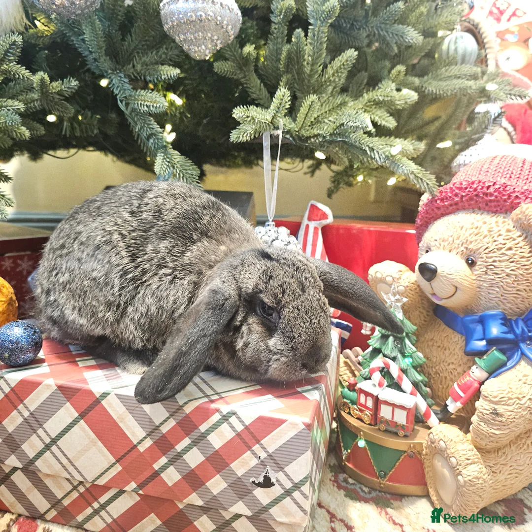 French Lop rabbits for sale: French lops and lion heads  - Advert 8