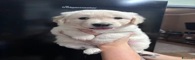 Golden Retriever 1