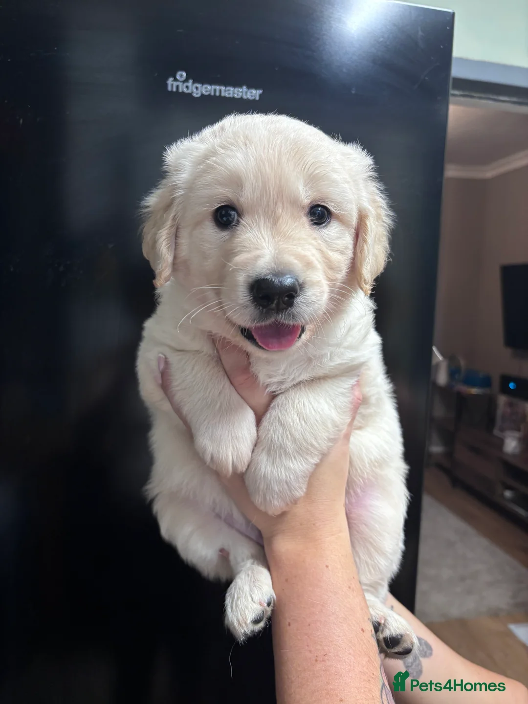 Golden Retriever dogs for sale: Beautiful litter of golden retrievers  - Advert 2