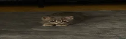 American Shorthair cats for sale: Playful Female Kitten Ready For New Home in Hitchin - Advert 6