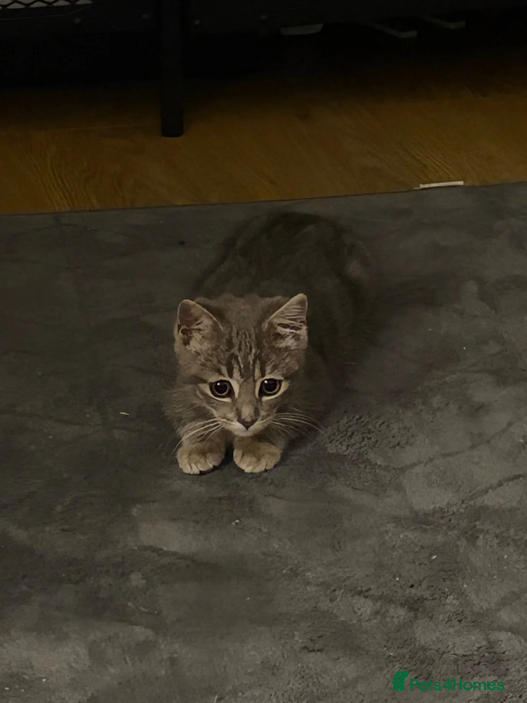 American Shorthair cats for sale: Playful Female Kitten Ready For New Home in Hitchin - Advert 6
