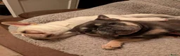 French Bulldog dogs for sale: Male and female french bulldogs  in Bo'ness - Advert 19