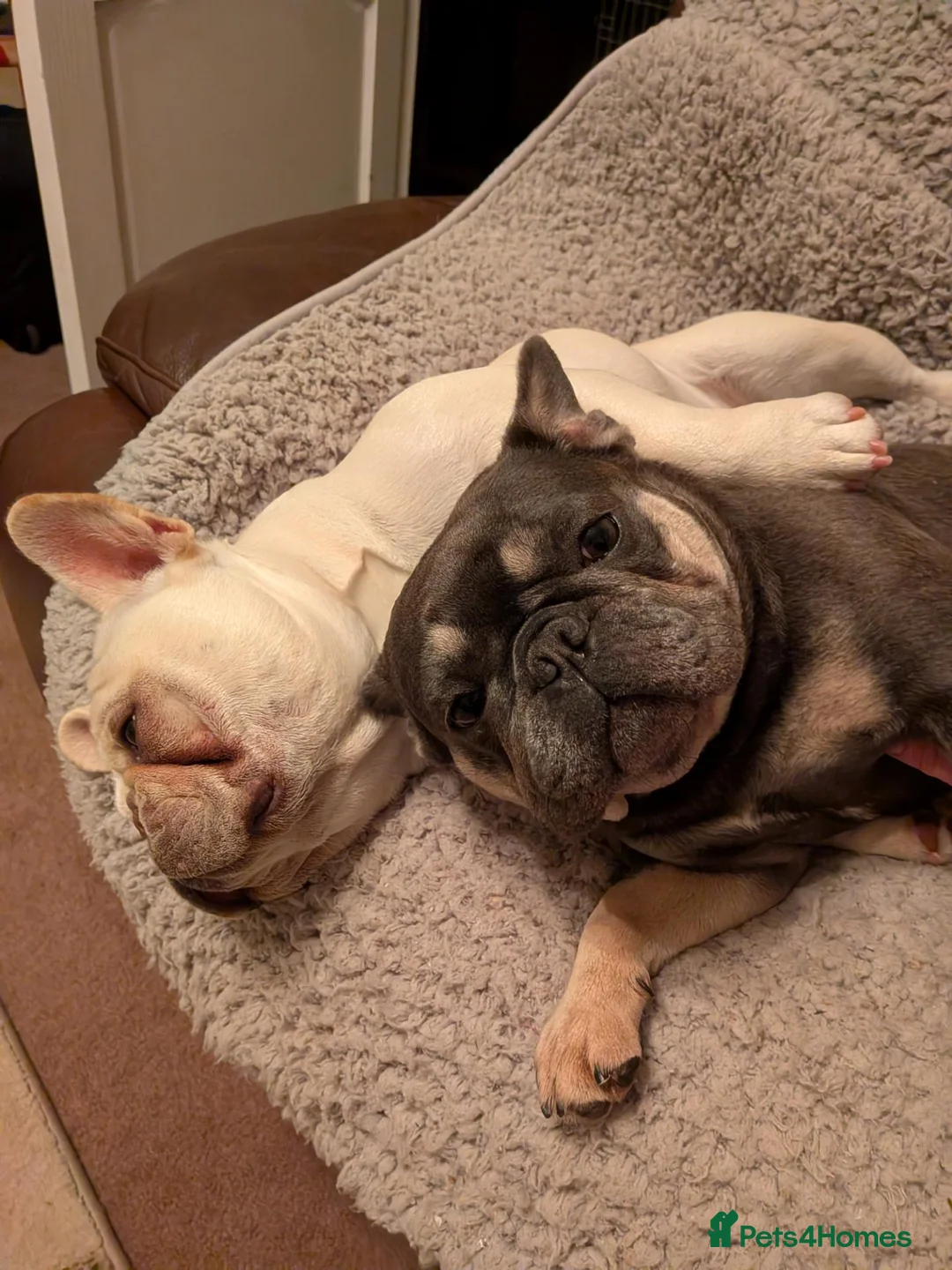 French Bulldog dogs for sale: Male and female french bulldogs  in Bo'ness - Advert 19
