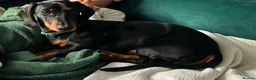 Dachshund dogs for sale: ❤️ Looking for the Right Forever Home for Kizo ❤️ - Advert 9