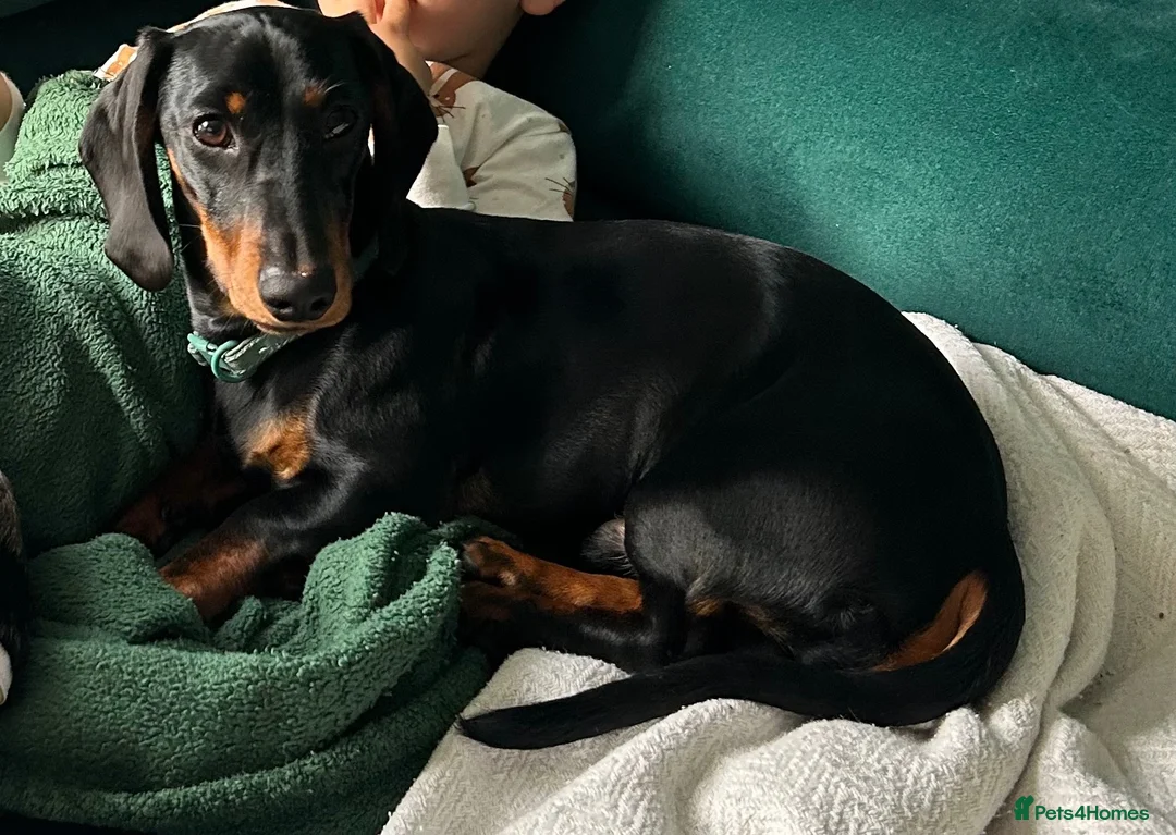Dachshund dogs for sale: ❤️ Looking for the Right Forever Home for Kizo ❤️ - Advert 9