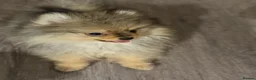 Pomeranian dogs for sale: Beautiful extra small Pomeranian puppies  in Bilston - Advert 4