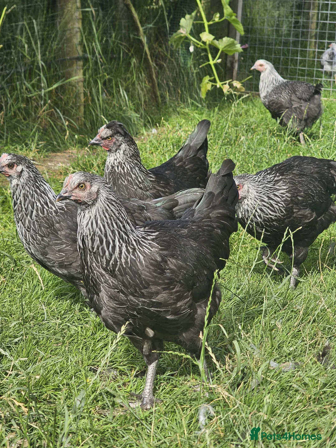 Chickens poultry for sale: Olive eggers & Lavender marans - Advert 11