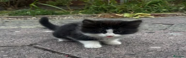 British Longhair 1