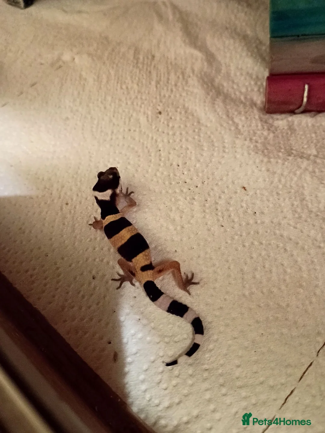 Leopard Gecko reptiles for sale: Leopard gecko - Advert 2