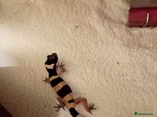 Leopard Gecko reptiles Leopard gecko - Advert 1