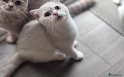 Scottish Fold cats for sale: Scottish fold and Scottish straight Tica pedigree  in Croydon - Image 7