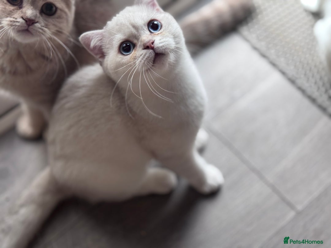 Scottish Fold cats for sale: Scottish fold and Scottish straight Tica pedigree  in Croydon - Image 7