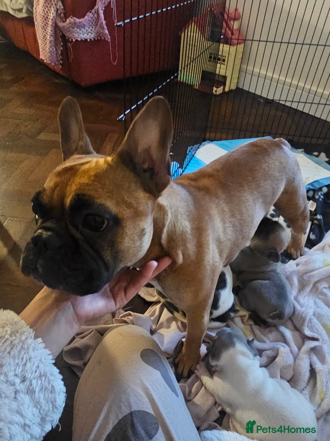 French Bulldog dogs for sale: 3 female french bulldog puppies - Image 6