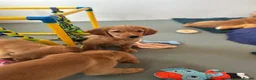 Golden Retriever dogs for sale:  Beautiful red golden retrievers 2 girls  2 boys - Advert 5